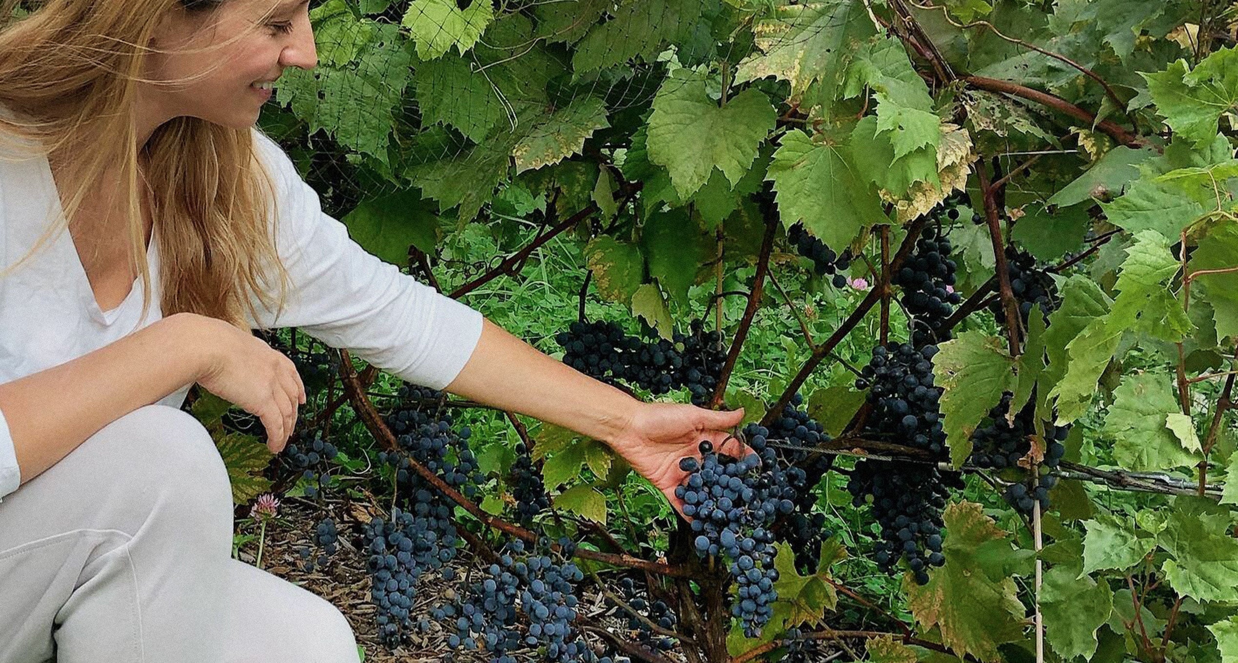 Véronique Lemieux et son vignoble au sommet de la ville
